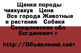 Щенки породы чиахуахуа › Цена ­ 12 000 - Все города Животные и растения » Собаки   . Свердловская обл.,Богданович г.